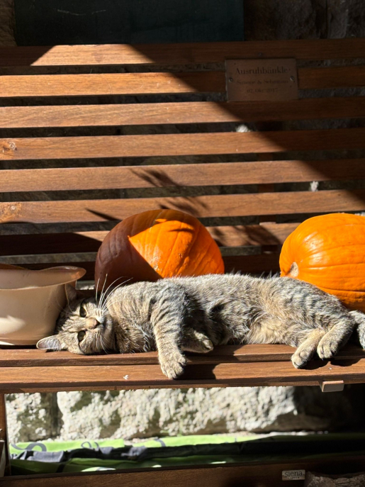 Bauernhof-Franz-Hofleben-Katzen