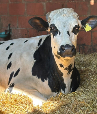 Kuh-schwarz-wei-Augenringe_2.JPG